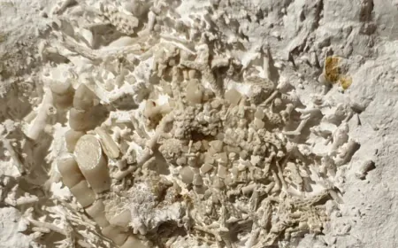 66-million-year-old vomit found by amateur fossil hunter